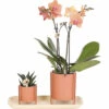 Geschenk-Set Inner Retreat FloraSelf Mit Orchidee, Haworthia Und Bambustablett Oval 30 Cm -Florasellf Geschaft DV 8 10622305 01 4c NL 20221209131653
