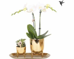 Geschenk-Set Klein Lush Life Gold FloraSelf Mit Orchidee, Sukkulenten Und Tablett Oval 30 Cm