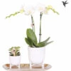 Geschenk-Set Klein Lush Life Silber FloraSelf Mit Orchidee, Sukkulenten Und Tablett Oval 30 Cm -Florasellf Geschaft DV 8 10622307 01 4c NL 20221209124750