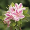 Japanische Azalee FloraSelf Rhododendron Obtusum 'Kermesina Rosé' H 20-25 Cm Co 2 L