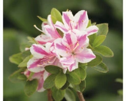 Japanische Azalee FloraSelf Rhododendron Obtusum 'Kermesina Rosé' H 20-25 Cm Co 2 L