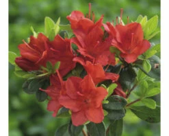 Japanische Azalee FloraSelf Rhododendron Obtusum 'Fridoline' H 20-25 Cm Co 2 L