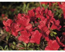 Titelseite 13 Titelseite -Florasellf Geschaft DV 8 10647123 02 4c DE 20230130101659