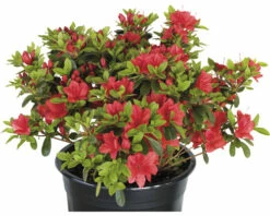 Japanische Azalee FloraSelf Rhododendron Obtusum 'Fridoline' H 20-25 Cm Co 2 L -Florasellf Geschaft DV 8 10647123 03 4c DE 20230210051752