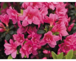 Japanische Azalee FloraSelf Rhododendron Obtusum 'Gislinde' H 25-30 Cm Co 3 L 7 Japanische Azalee FloraSelf Rhododendron Obtusum 'Gislinde' H 25-30 Cm Co 3 L -Florasellf Geschaft DV 8 10647136 02 4c DE 20230130104652