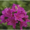 Japanische Azalee FloraSelf Rhododendron Obtusum 'Purpurtraum' H 25-30 Cm Co 3 L -Florasellf Geschaft DV 8 10647138 01 4c DE 20230130104652