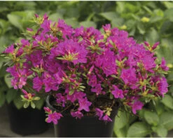 Japanische Azalee FloraSelf Rhododendron Obtusum 'Purpurtraum' H 25-30 Cm Co 3 L -Florasellf Geschaft DV 8 10647138 02 4c DE 20230130104752