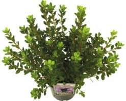 Titelseite 11 Titelseite -Florasellf Geschaft DV 8 10647138 03 4c DE 20230131061657