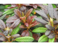 Großblumige Alpenrose FloraSelf Rhododendron Hybride 'Elizabeth' ® H 30-40 Cm Co 5 L