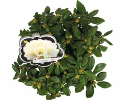 Ball-Rhododendron FloraSelf Rhododendron Yakushimanum 'Centennial Gold' H 30-40 Cm Co 5 L -Florasellf Geschaft DV 8 10647154 03 4c DE 20230131061657