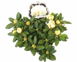 Ball-Rhododendron FloraSelf Rhododendron Yakushimanum 'Centennial Gold' H 30-40 Cm Co 5 L -Florasellf Geschaft DV 8 10647154 04 4c DE 20230131061657