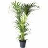Howea-Palme, Kentia FloraSelf Howea Forsteriana H Ca. 160 Cm Ø 27 Cm Topf -Florasellf Geschaft DV 8 10692420 01 4c NL 20230413161223