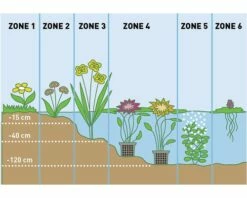 Schachtelhalm FloraSelf® Equisetum Scirpoides H 5-15 Cm Co 0,3 L -Florasellf Geschaft DV 8 1919217 02 4c DE 20230421111659 33