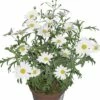 Chrysantheme FloraSelf Chrysanthemum Frutescens Ø 11 Cm Topf -Florasellf Geschaft DV 8 1922083 004 4c RO 20170512094902
