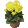Dahlie FloraSelf Dahlia X Hybride Ø 12 Cm Topf -Florasellf Geschaft DV 8 1922129 02 4c CH 20200108114659
