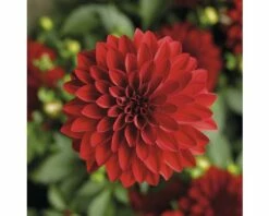 Dahlie FloraSelf Dahlia X Hybride Ø 12 Cm Topf -Florasellf Geschaft DV 8 1922129 04 4c CH 20170718045343
