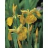 Wasserschwertlillie FloraSelf Iris Pseudocorus Ø 9 Cm Topf 1 Wasserschwertlillie FloraSelf Iris Pseudocorus Ø 9 Cm Topf -Florasellf Geschaft DV 8 1923520 02 4c DE 20220228141658 9