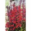Wasserlobelie FloraSelf Lobelia Cardinalis Ø 9 Cm Topf -Florasellf Geschaft DV 8 1923531 01 4c DE 20150828094157