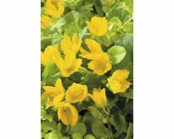 Pfennigkraut FloraSelf Lysimachia Numularia Ø 9 Cm Topf