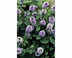 Teichpflanzen Set 4 Jahreszeiten FloraSelf Für 1000 L Teich -Florasellf Geschaft DV 8 1923564 02 4c DE 20220228141658 7