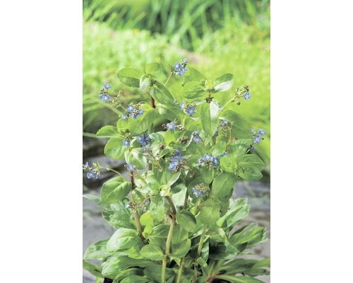 Bachbunge FloraSelf Veronica Beccabunga H 10-20 Cm Co 0,6 L 3 Bachbunge FloraSelf Veronica Beccabunga H 10-20 Cm Co 0,6 L