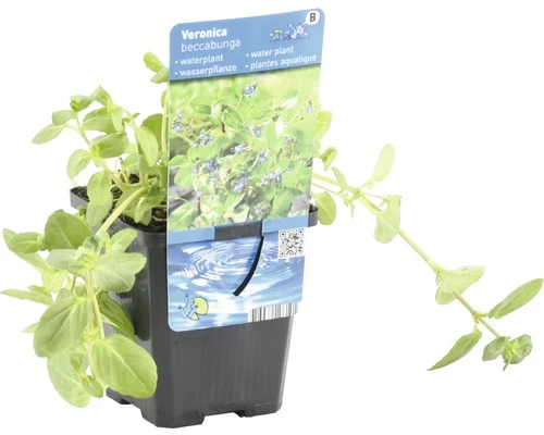 Bachbunge FloraSelf Veronica Beccabunga H 10-20 Cm Co 0,6 L 4 Bachbunge FloraSelf Veronica Beccabunga H 10-20 Cm Co 0,6 L – Bild 2
