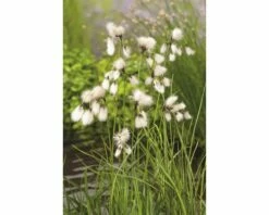 Teichpflanzen Set 4 Jahreszeiten FloraSelf Für 500 L Teich -Florasellf Geschaft DV 8 1923724 01 4c DE 20220228141658