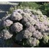 Fetthenne FloraSelf Sedum Telephium 'Herbstfreude' Co 3 L -Florasellf Geschaft DV 8 1931324 01 4c DE 20180305211655
