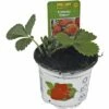 FloraSelf Erdbeere Fragaria X Ananassa 'Ostara' Ø 9 Cm Topf 2 FloraSelf Erdbeere Fragaria X Ananassa 'Ostara' Ø 9 Cm Topf -Florasellf Geschaft DV 8 1942967 02 4c RO 20210111124750