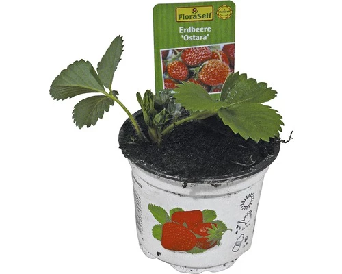 FloraSelf Erdbeere Fragaria X Ananassa 'Ostara' Ø 9 Cm Topf 3 FloraSelf Erdbeere Fragaria X Ananassa 'Ostara' Ø 9 Cm Topf