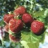 Erdbeere FloraSelf Fragaria X Ananassa 'Ostara' 6 Stk. -Florasellf Geschaft DV 8 1942967 c 20190221101753