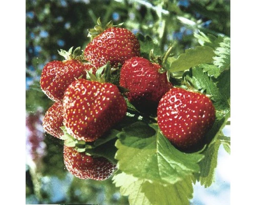 Erdbeere FloraSelf Fragaria X Ananassa 'Ostara' 6 Stk. 3 Erdbeere FloraSelf Fragaria X Ananassa 'Ostara' 6 Stk.