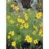 Mädchenauge Quirlblättriges Mädchenauge FloraSelf Coreopsis Verticillata H 10-40 Cm Co 3 L -Florasellf Geschaft DV 8 1949526 01 4c DE 20220715124652