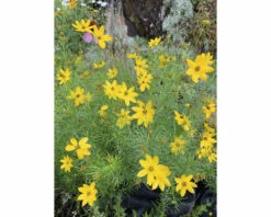 Mädchenauge Quirlblättriges Mädchenauge FloraSelf Coreopsis Verticillata H 10-40 Cm Co 3 L
