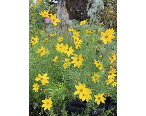 Mädchenauge Quirlblättriges Mädchenauge FloraSelf Coreopsis Verticillata H 10-40 Cm Co 3 L 3 Mädchenauge Quirlblättriges Mädchenauge FloraSelf Coreopsis Verticillata H 10-40 Cm Co 3 L