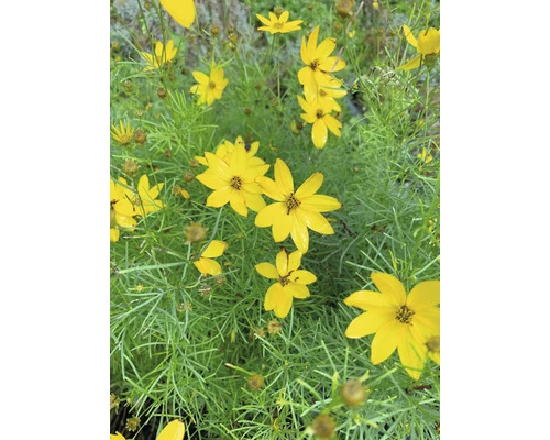 Mädchenauge Quirlblättriges Mädchenauge FloraSelf Coreopsis Verticillata H 10-40 Cm Co 3 L 4 Mädchenauge Quirlblättriges Mädchenauge FloraSelf Coreopsis Verticillata H 10-40 Cm Co 3 L – Bild 2