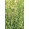 Rasen Schmiele FloraSelf Deschampsia Cespitosa H 10-40 Cm T 14 Cm