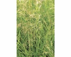 Rasen Schmiele FloraSelf Deschampsia Cespitosa H 10-40 Cm T 14 Cm