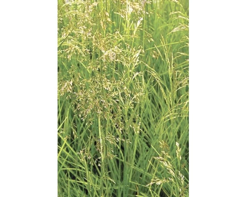 Rasen Schmiele FloraSelf Deschampsia Cespitosa H 10-40 Cm T 14 Cm 3 Rasen Schmiele FloraSelf Deschampsia Cespitosa H 10-40 Cm T 14 Cm