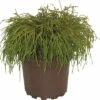 Grüne Faden-Scheinzypresse FloraSelf Chamaecyparis Pisifera 'Filifera Nana' H 20-25 Cm Co 2 L -Florasellf Geschaft DV 8 1954729 02 4c DE 20190209170012
