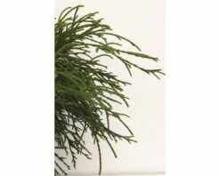 Grüne Faden-Scheinzypresse FloraSelf Chamaecyparis Pisifera 'Filifera Nana' H 20-25 Cm Co 2 L -Florasellf Geschaft DV 8 1954729 03 4c DE 20200220081651