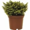 Kissenfichte FloraSelf Picea Abies 'Little Gem' H 15-20 Cm Co 2 L 1 Kissenfichte FloraSelf Picea Abies 'Little Gem' H 15-20 Cm Co 2 L -Florasellf Geschaft DV 8 1955437 01 4c DE 20190129130902