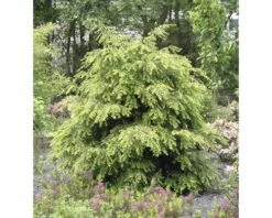 Kanandische Hemlocktanne FloraSelf Tsuga Canadensis H 60-80 Cm Co 10 L -Florasellf Geschaft DV 8 1957080 02 4c DE 20200311064038