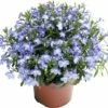 Hängelobelie FloraSelf Lobelia Richardii Ø 10,5 Cm Topf 1 Hängelobelie FloraSelf Lobelia Richardii Ø 10,5 Cm Topf -Florasellf Geschaft DV 8 1957159 02 4c CH 20201110074751