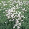 Wiesen-Schaumkraut FloraSelf Cardamine Pratensis H 10-30 Cm Co 0,6 L -Florasellf Geschaft DV 8 1957671 01 4c DE 20200221101652