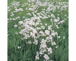Wiesen-Schaumkraut FloraSelf Cardamine Pratensis H 10-30 Cm Co 0,6 L