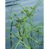 Zyperngras FloraSelf Cyperus Alternifolius Ø 9 Cm Topf 1 Zyperngras FloraSelf Cyperus Alternifolius Ø 9 Cm Topf -Florasellf Geschaft DV 8 1957762 01 4c DE 20190322114657 1