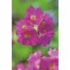 Himalajaprimel FloraSelf Primula Rosea Ø 9 Cm Topf -Florasellf Geschaft DV 8 1958254 01 4c DE 20220228124800 2