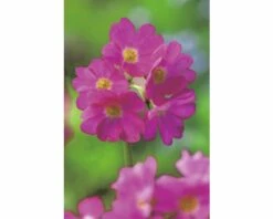 Himalajaprimel FloraSelf Primula Rosea Ø 9 Cm Topf