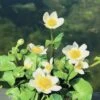 Weiße Sumpfdotterblume FloraSelf Caltha Palustris 'Alba' H 10-40 Cm Co 0,6 L -Florasellf Geschaft DV 8 1960050 01 4c DE 20191203091757